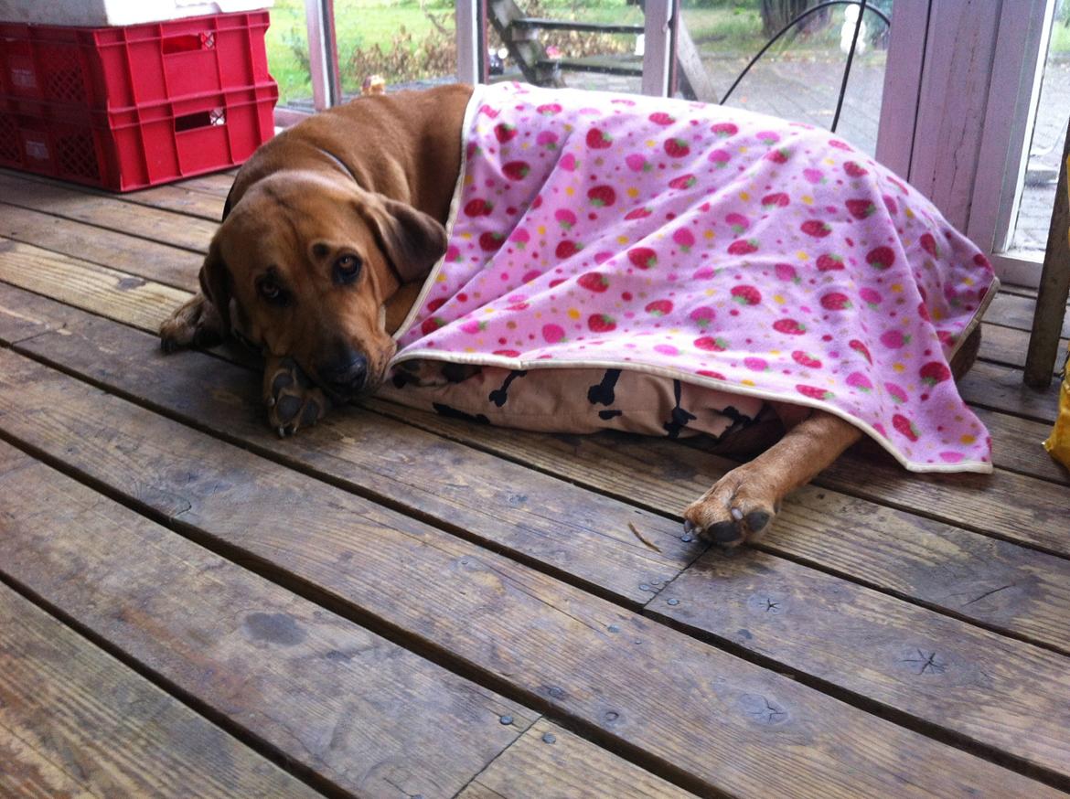 Broholmer Dina billede 15