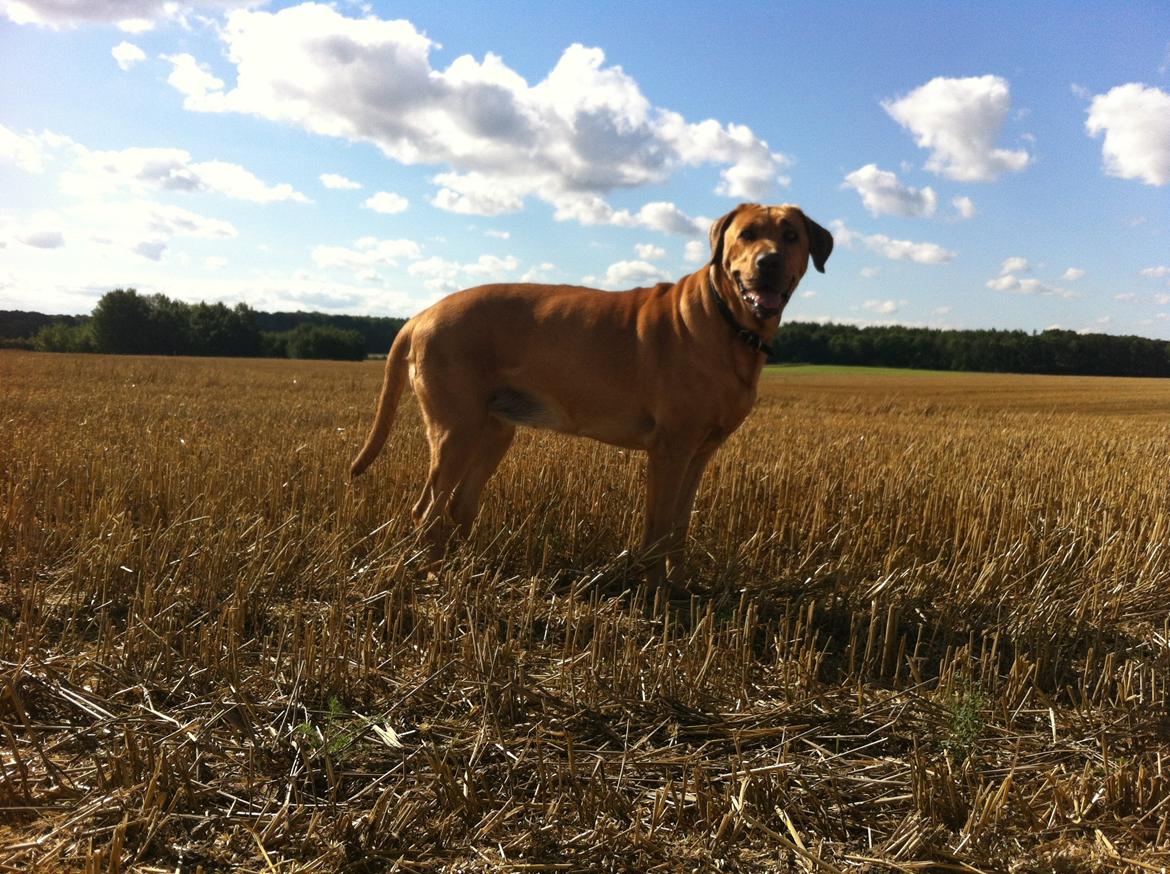 Broholmer Dina - smukke pige. 2013 billede 16