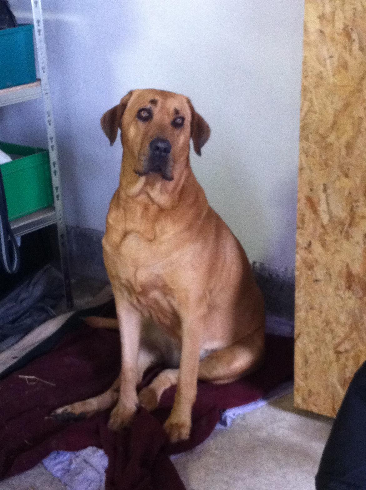 Broholmer Dina billede 17