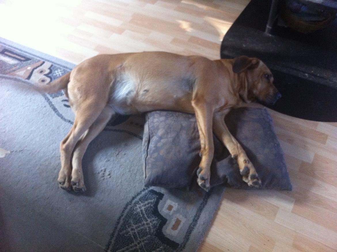 Broholmer Dina - bare forbenene ligger bløt;) billede 18