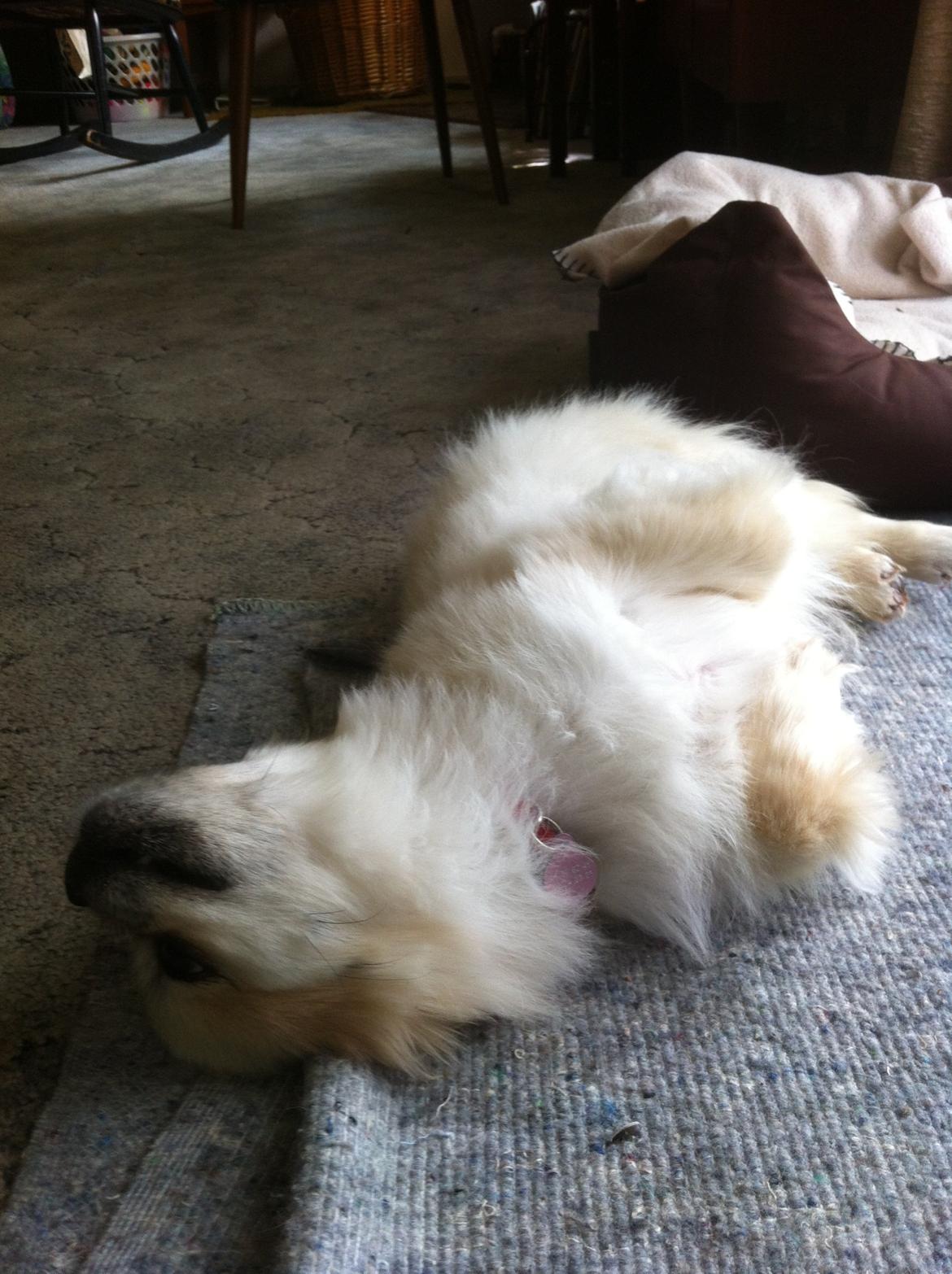 Tibetansk spaniel Sorba billede 8