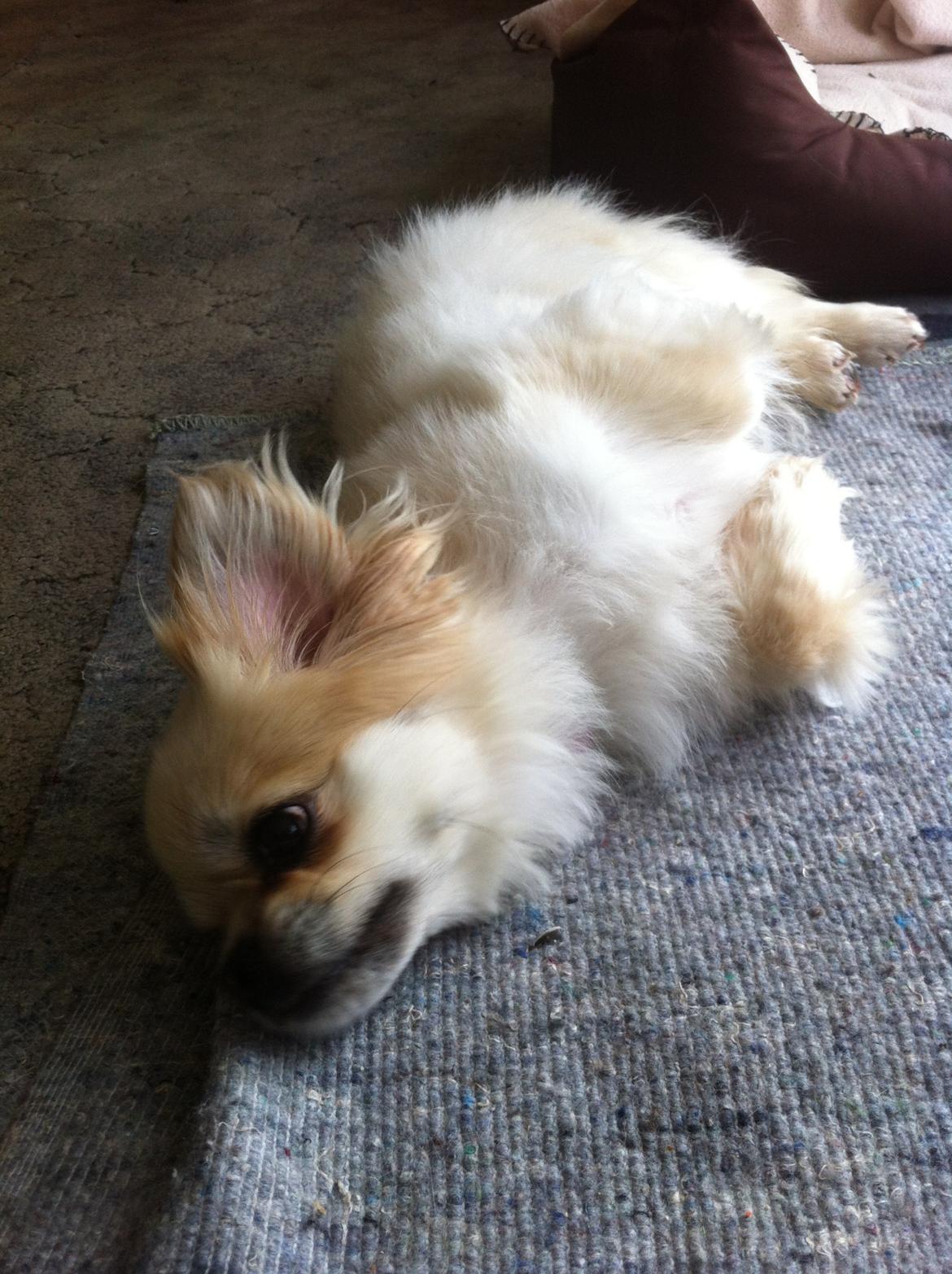 Tibetansk spaniel Sorba billede 9