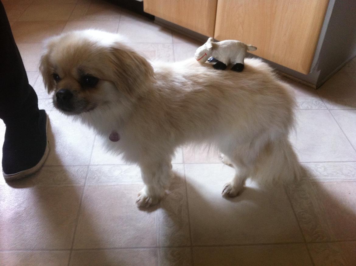 Tibetansk spaniel Sorba billede 10