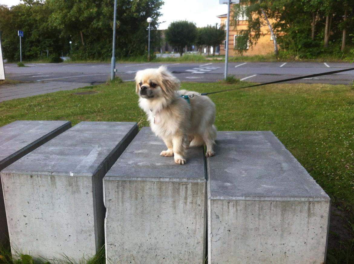 Tibetansk spaniel Sorba billede 11