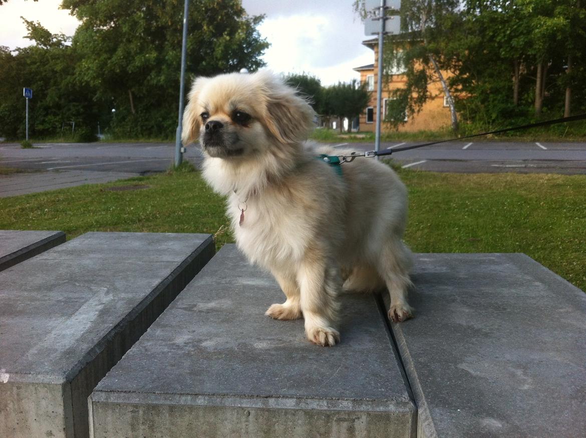 Tibetansk spaniel Sorba billede 1