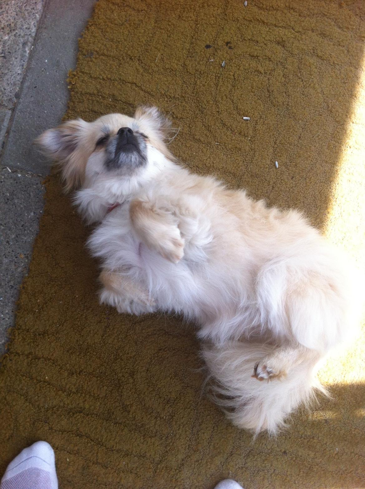 Tibetansk spaniel Sorba billede 12