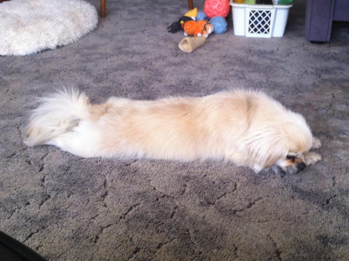 Tibetansk spaniel Sorba billede 13