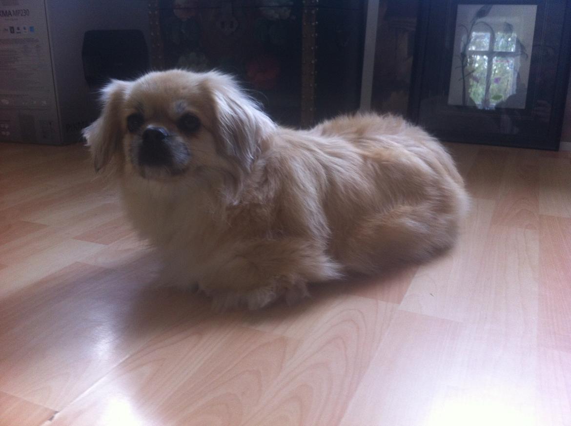 Tibetansk spaniel Sorba billede 14