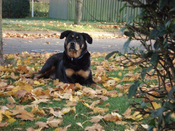 Blanding af racer Chico R.I.P 5/12/2011 :´( billede 17