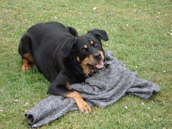 Blanding af racer Chico R.I.P 5/12/2011 :´( billede 18