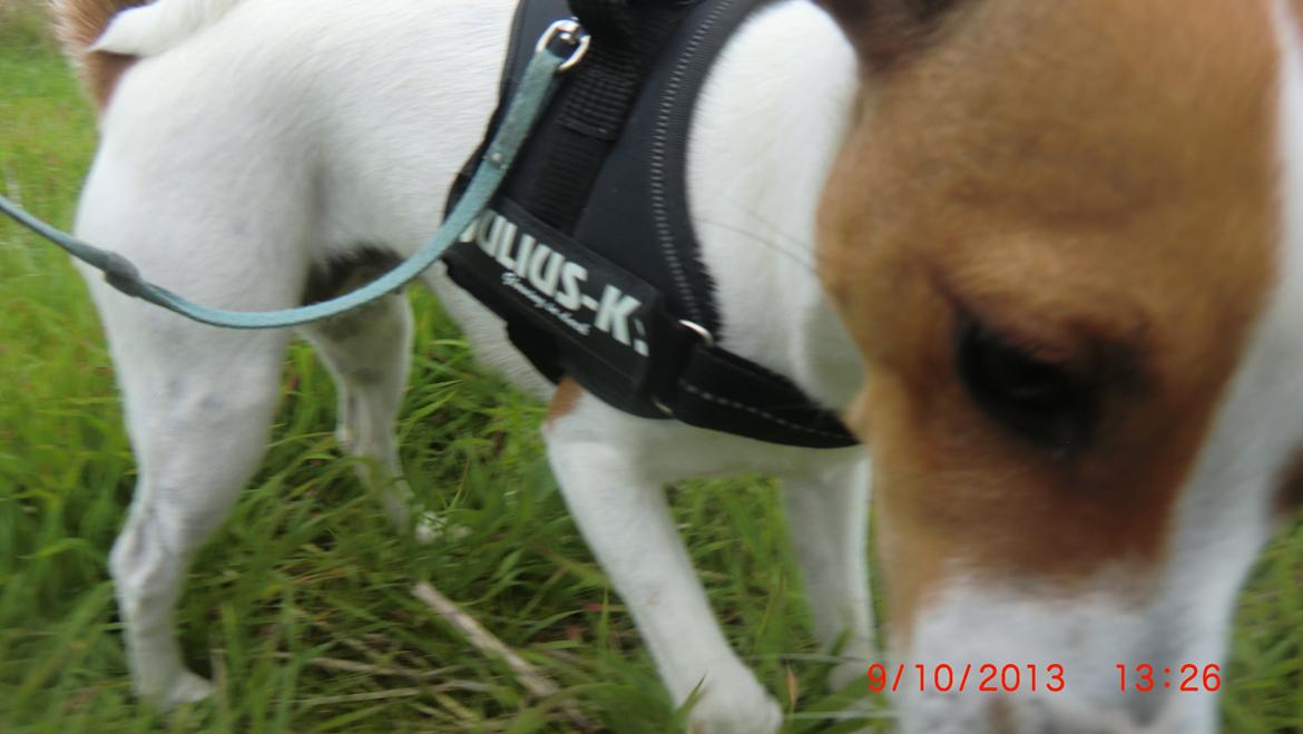 Dansk svensk gaardhund Liv billede 40