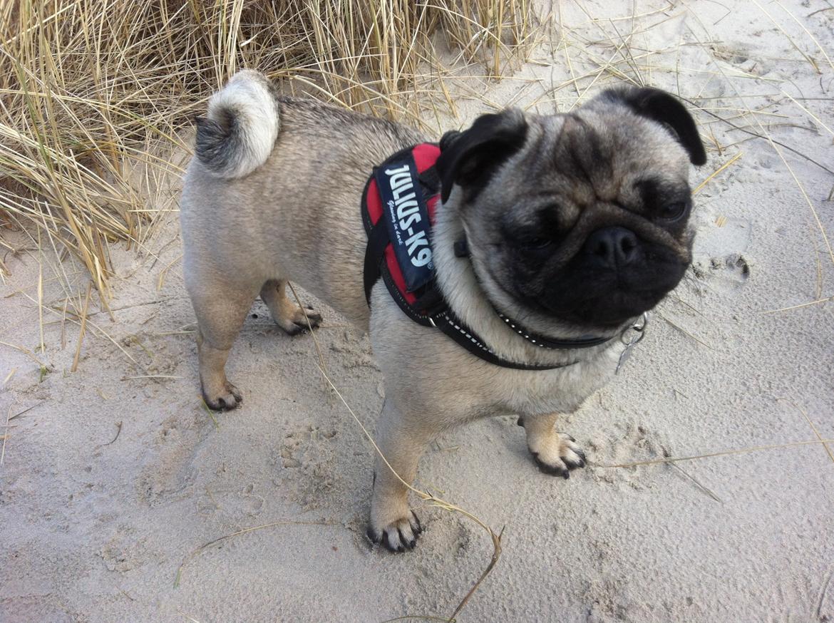 Mops Thilde billede 3