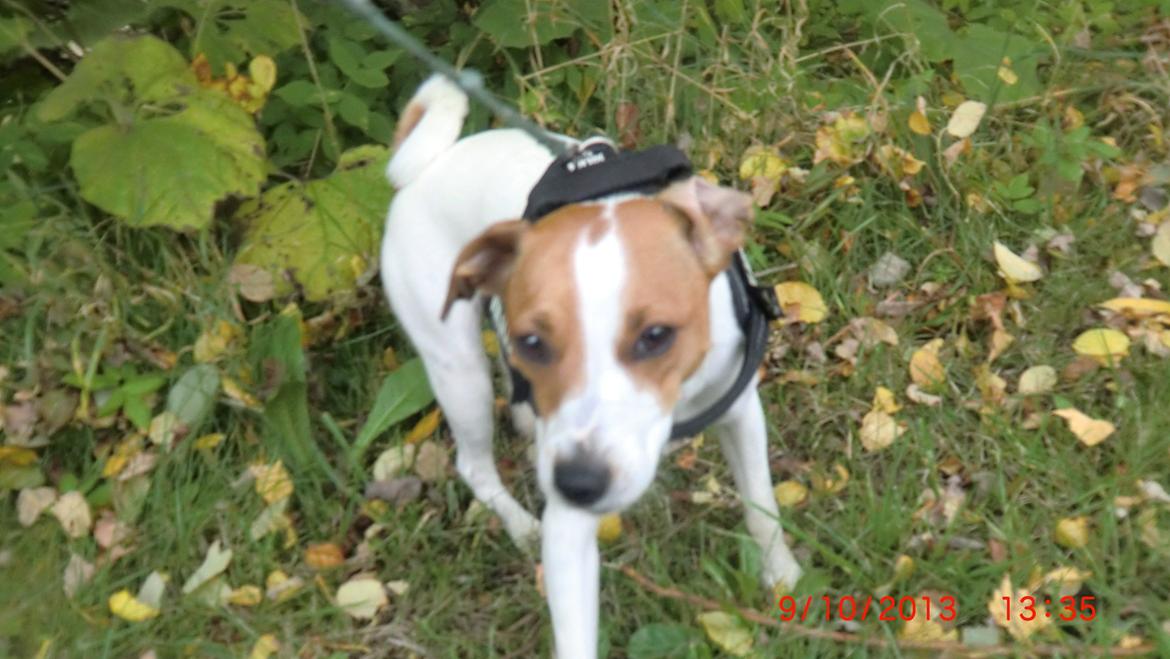 Dansk svensk gaardhund Liv billede 42