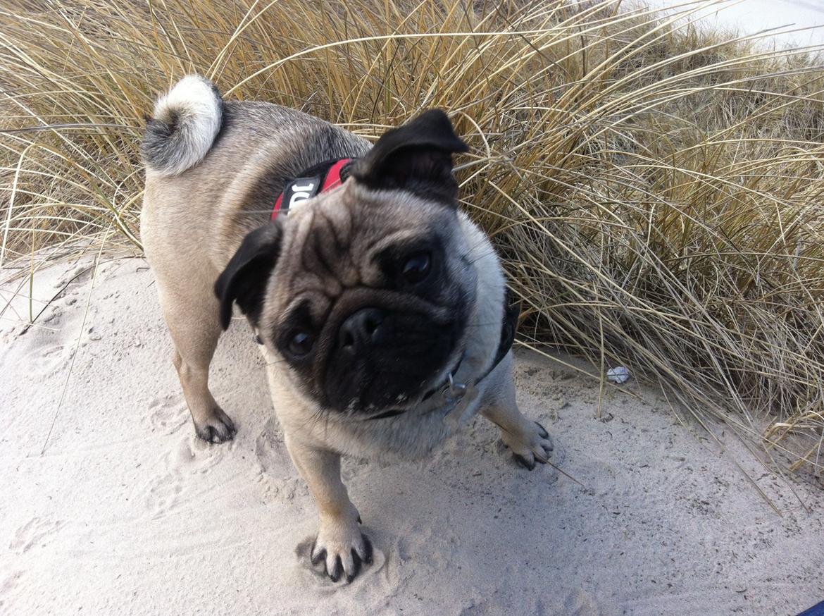 Mops Thilde billede 4