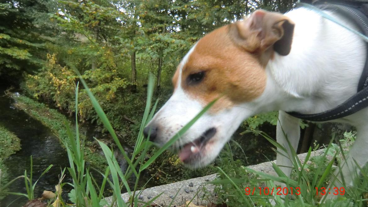 Dansk svensk gaardhund Liv billede 43