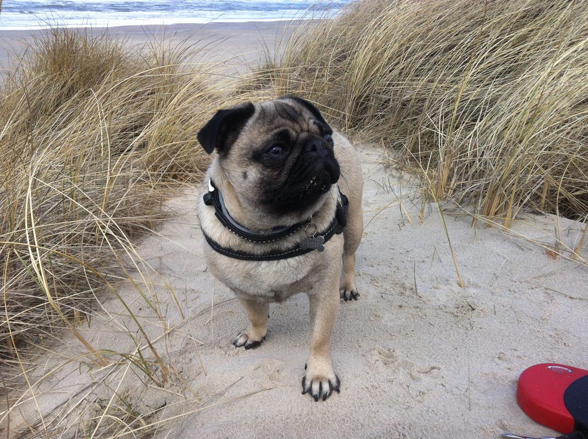 Mops Thilde billede 5