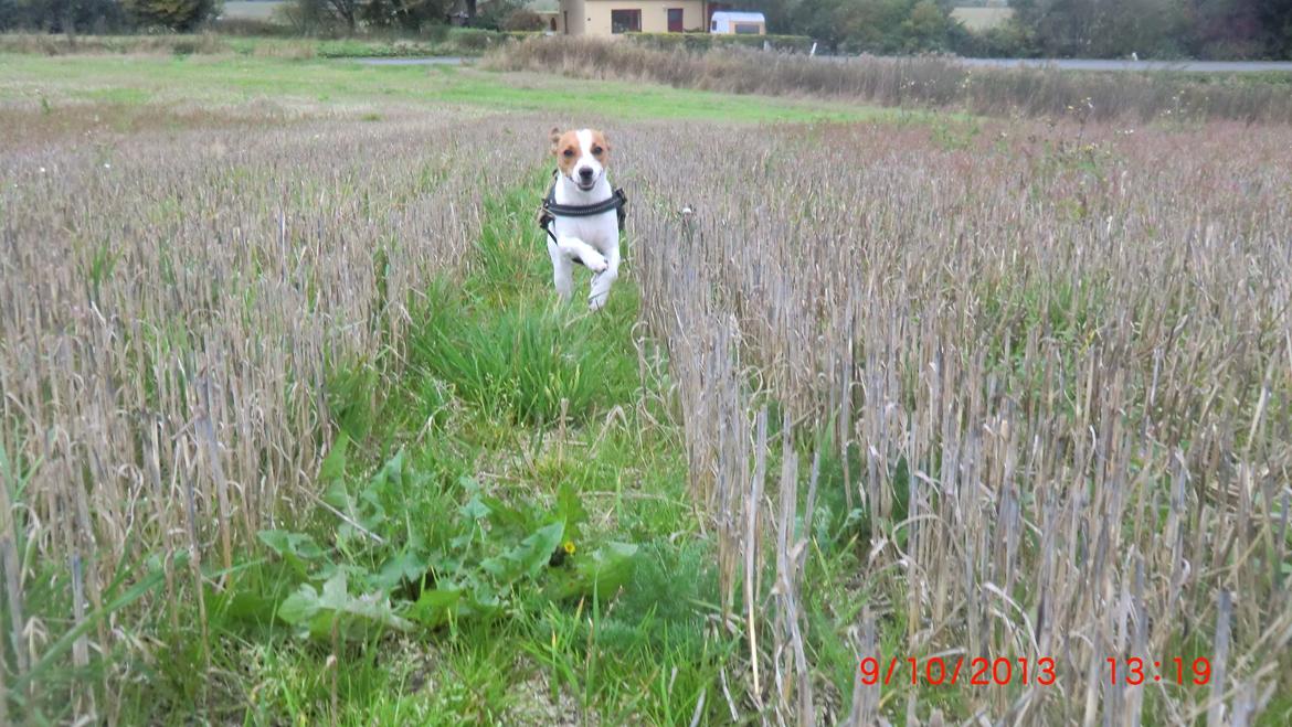 Dansk svensk gaardhund Liv billede 8