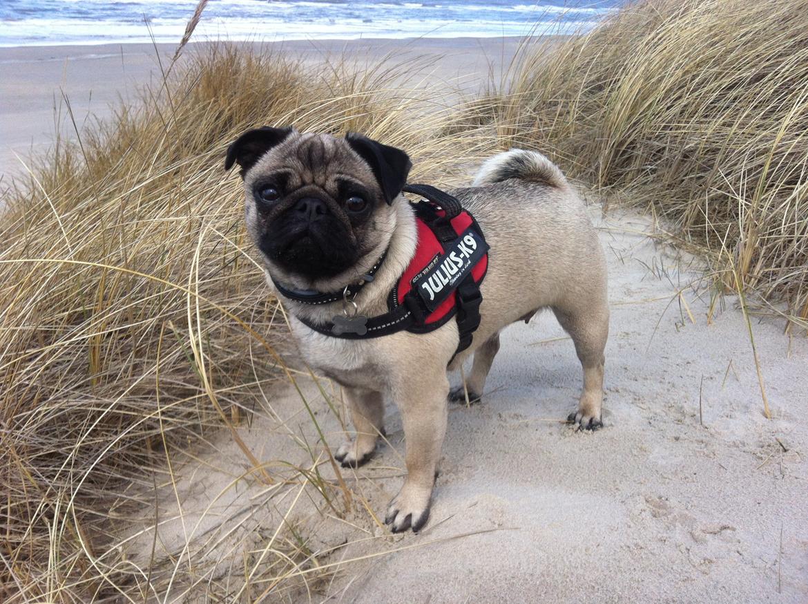 Mops Thilde billede 6