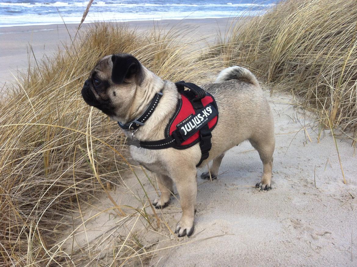 Mops Thilde billede 2