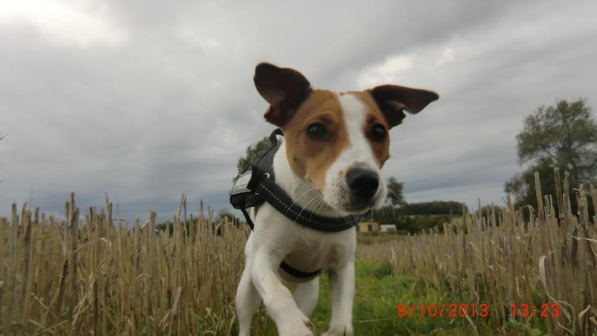 Dansk svensk gaardhund Liv billede 9