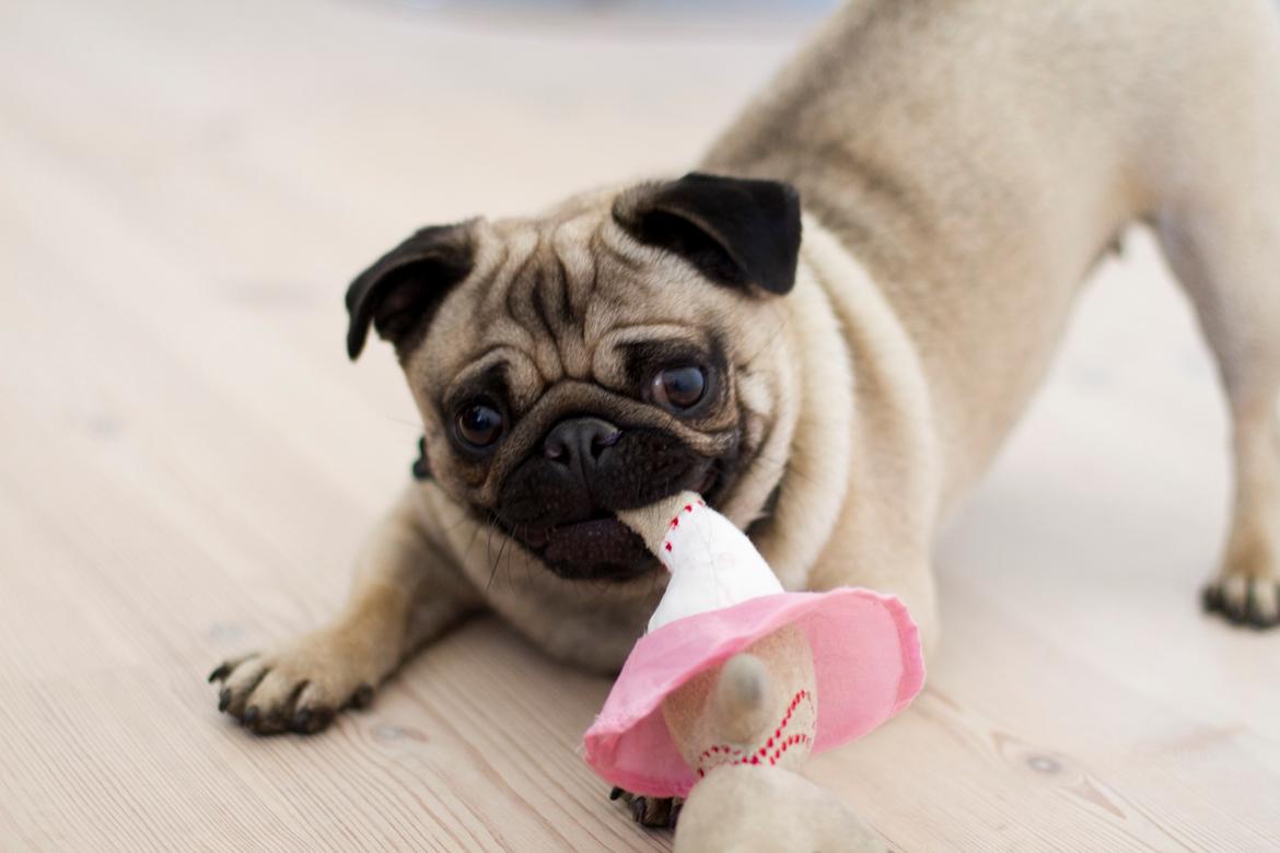 Mops Thilde billede 1