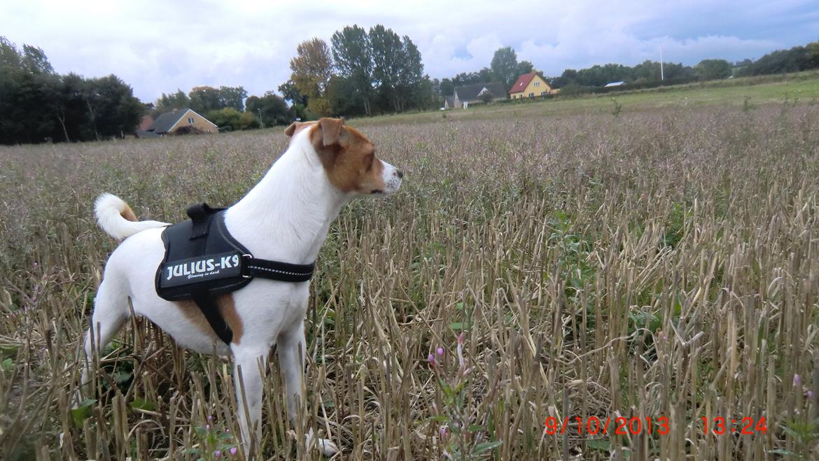 Dansk svensk gaardhund Liv billede 44
