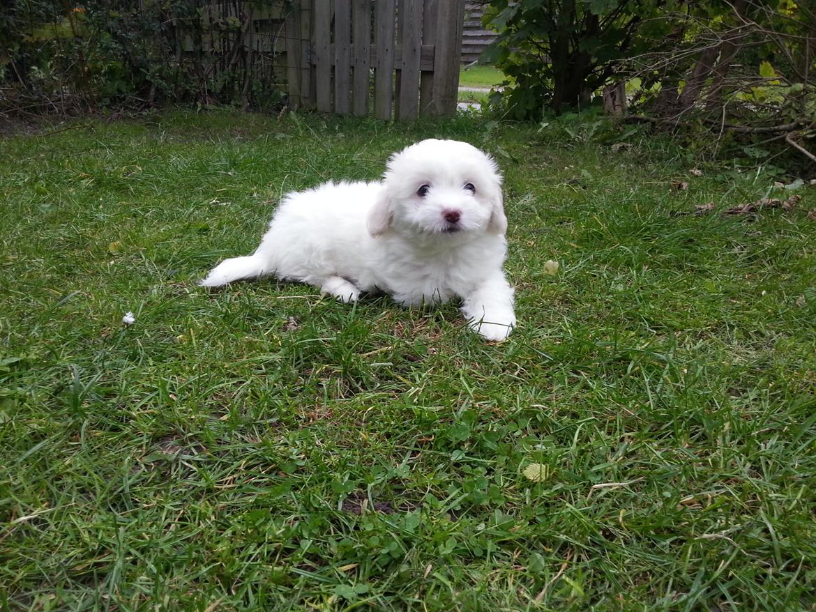 Coton de tulear Buffy billede 3