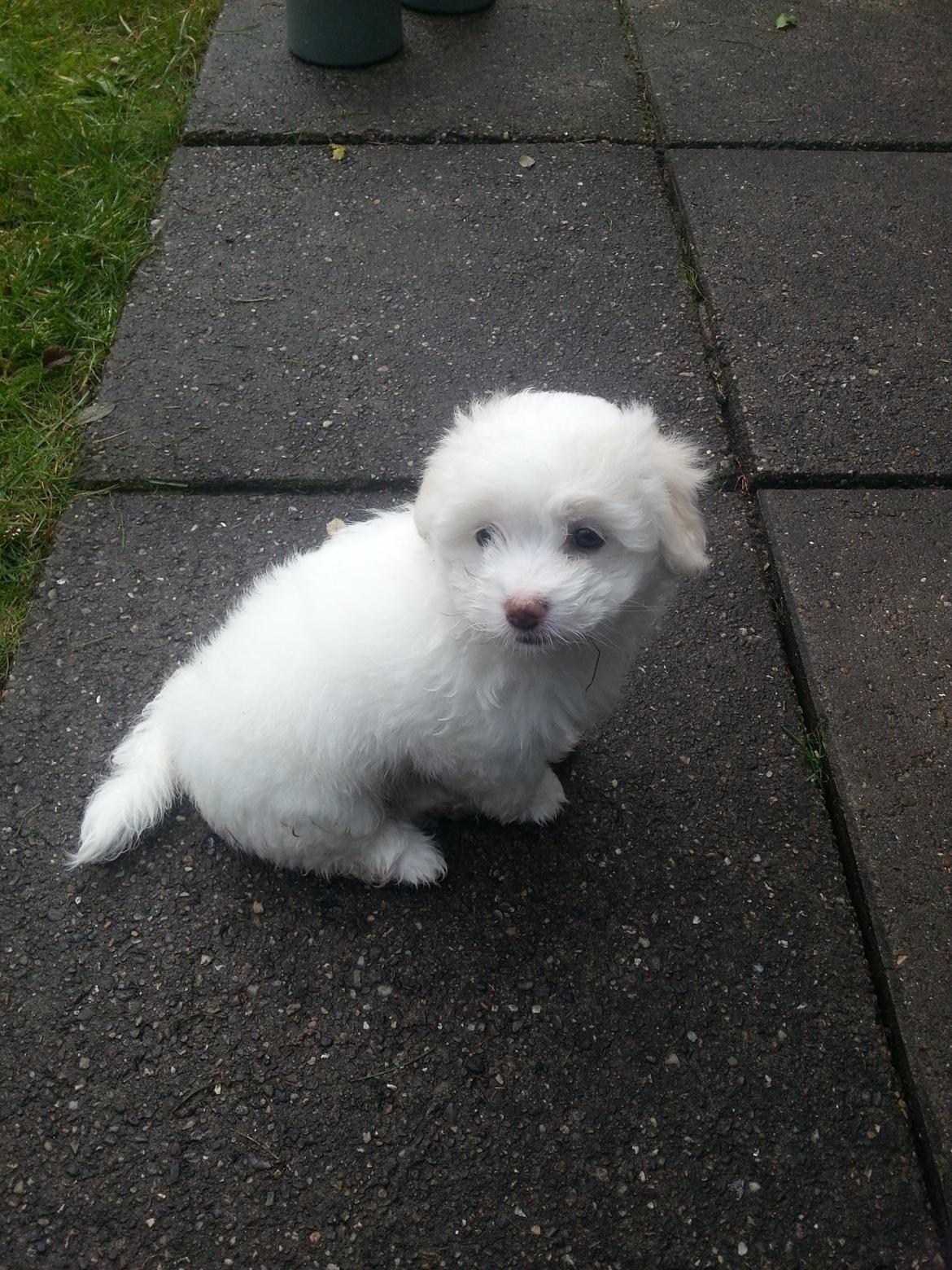 Coton de tulear Buffy billede 7