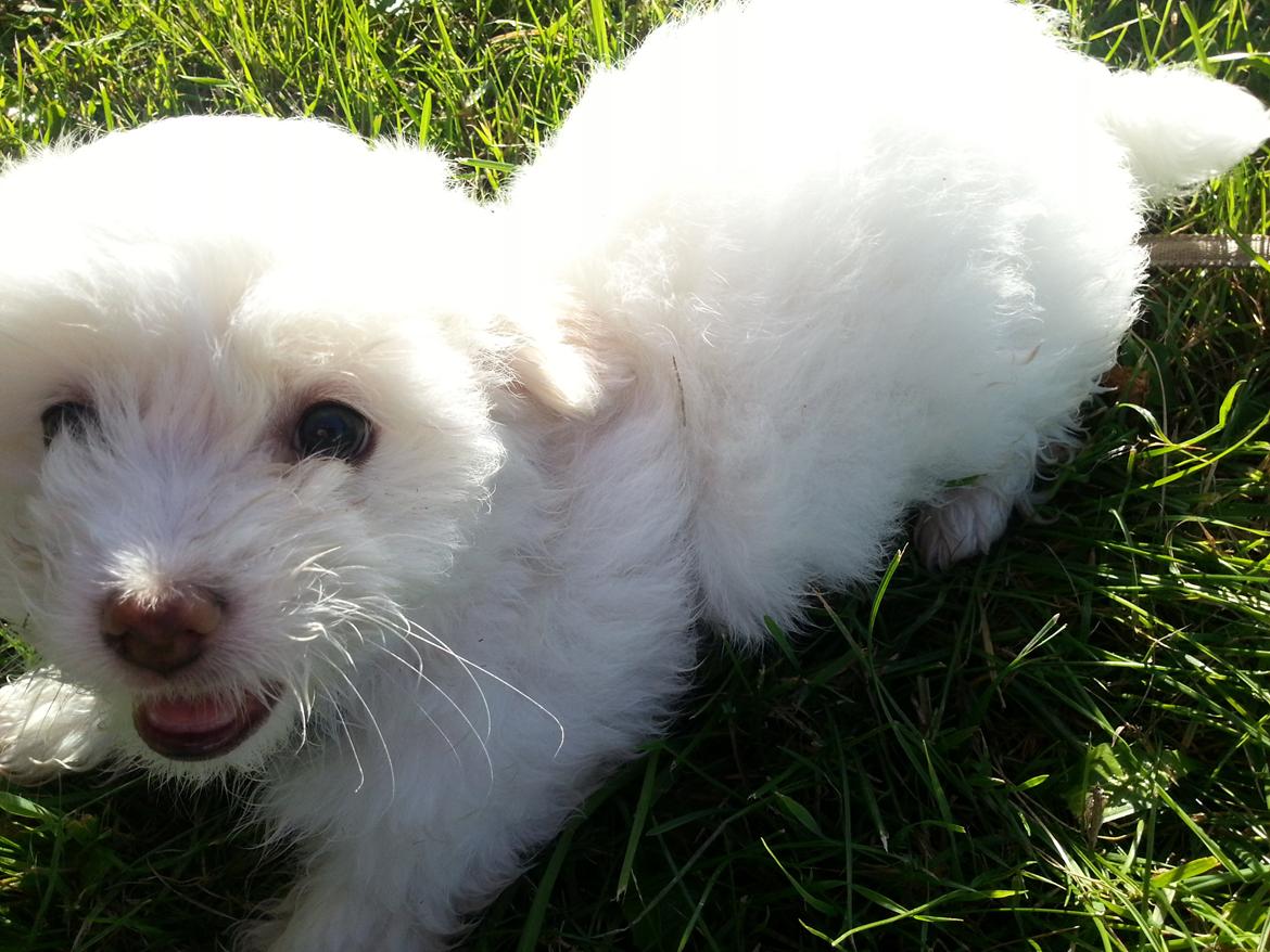 Coton de tulear Buffy billede 8