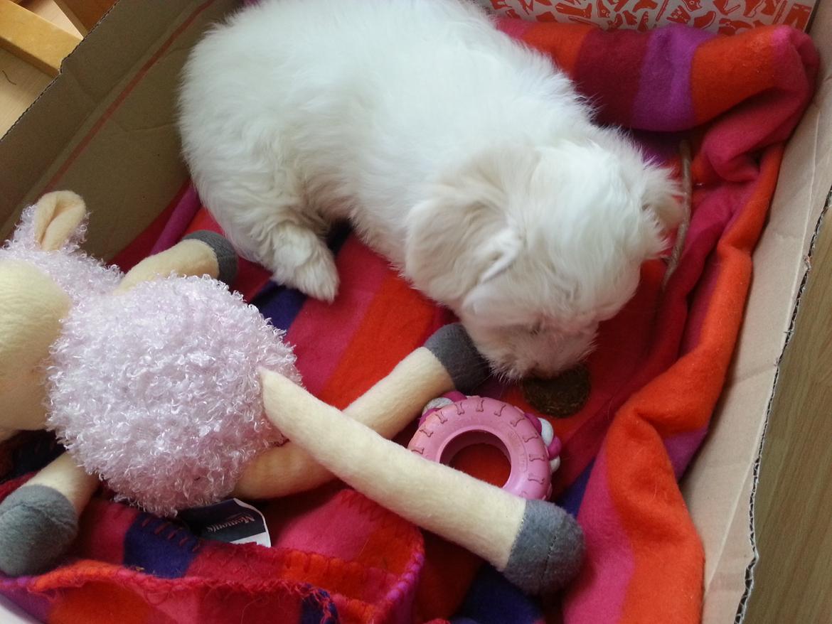 Coton de tulear Buffy billede 9