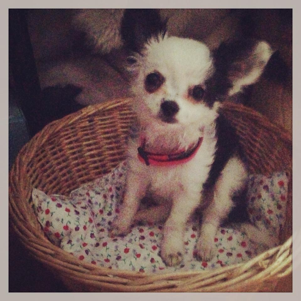 Chihuahua Amy (MooMoo) billede 11