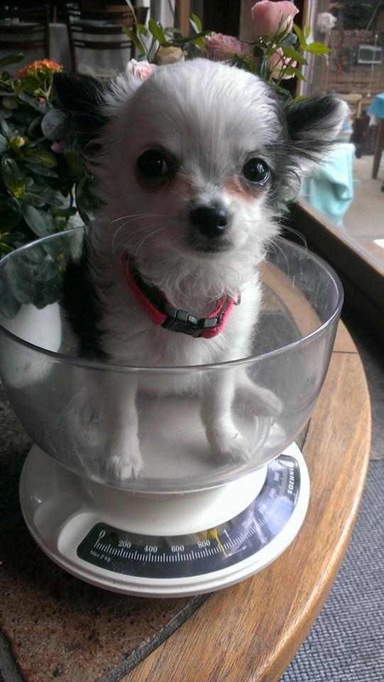 Chihuahua Amy (MooMoo) billede 12