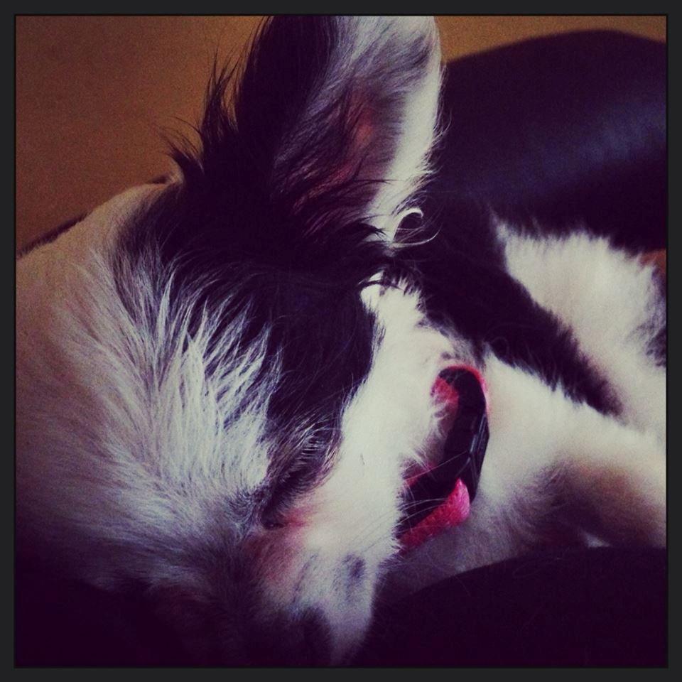 Chihuahua Amy (MooMoo) billede 13