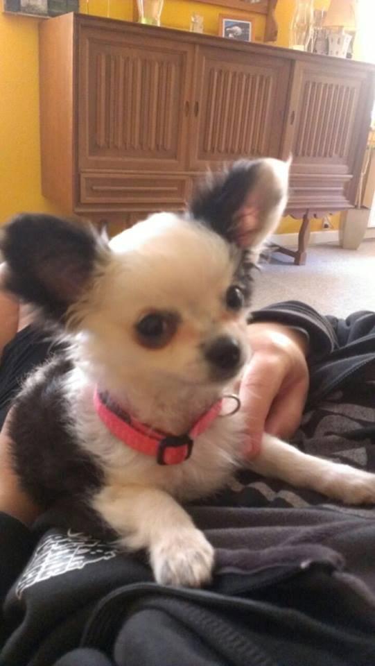 Chihuahua Amy (MooMoo) billede 14