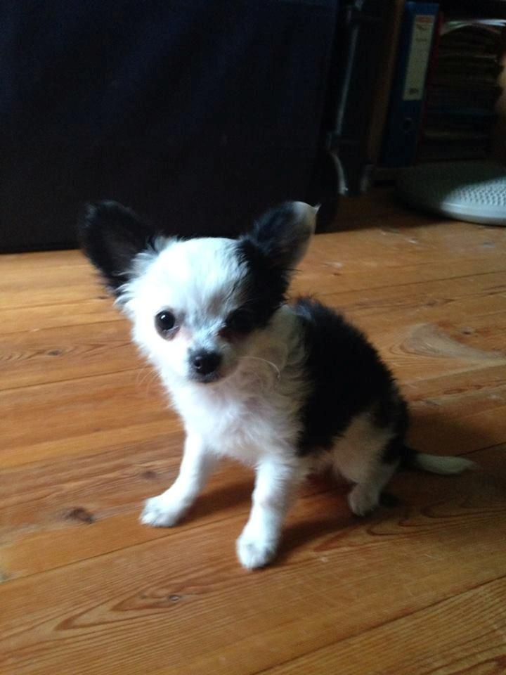 Chihuahua Amy (MooMoo) - Første billede da hun lige var kommet hjem..

11 uger billede 15
