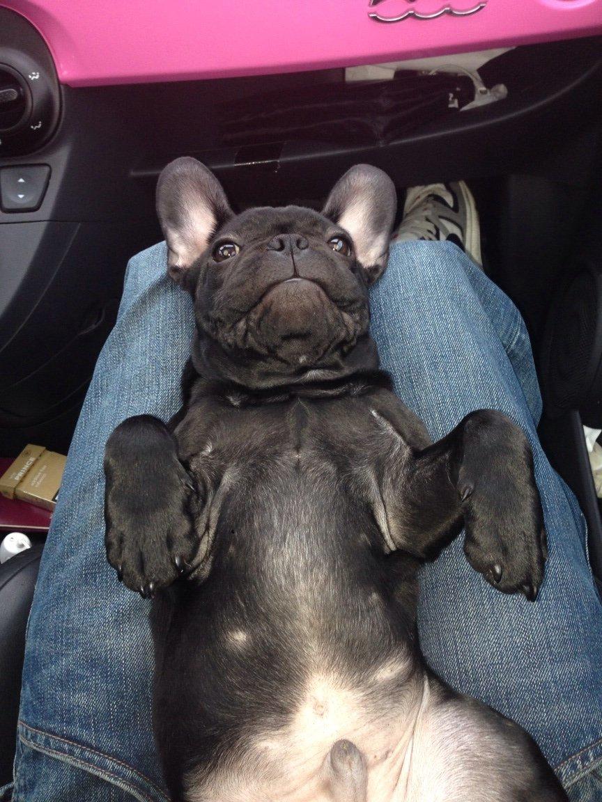 Fransk bulldog Dollar billede 11