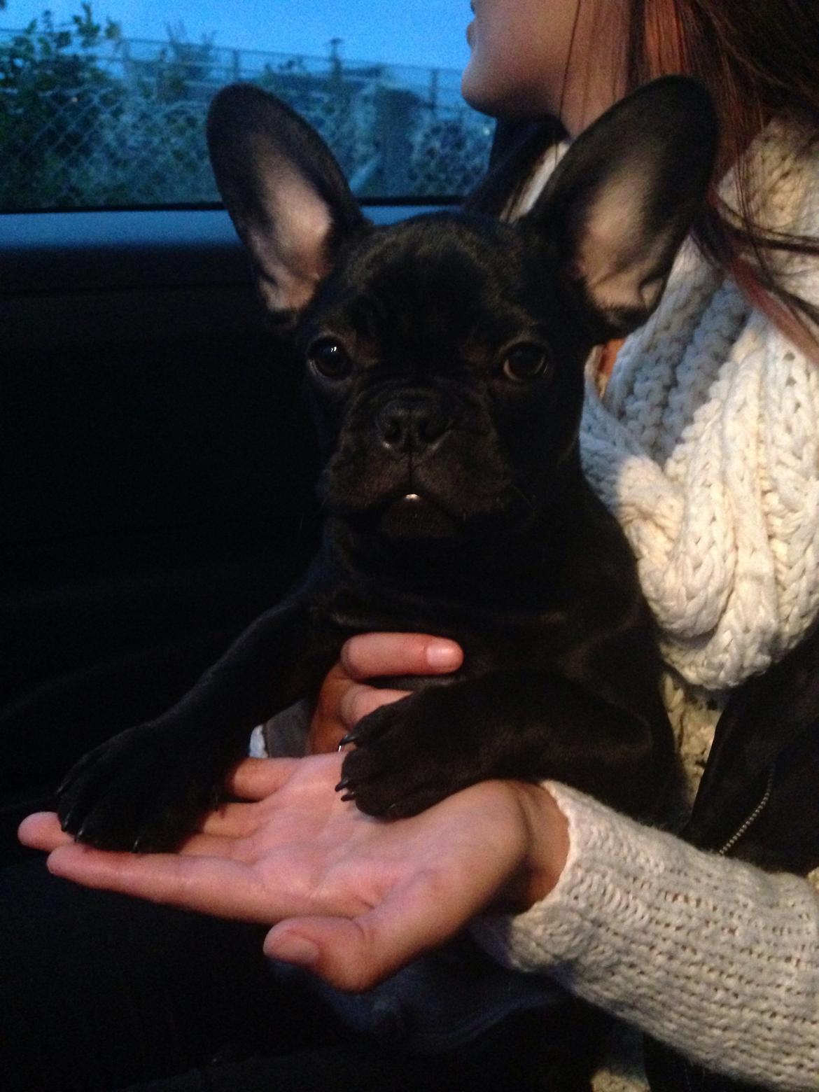 Fransk bulldog Dollar billede 12