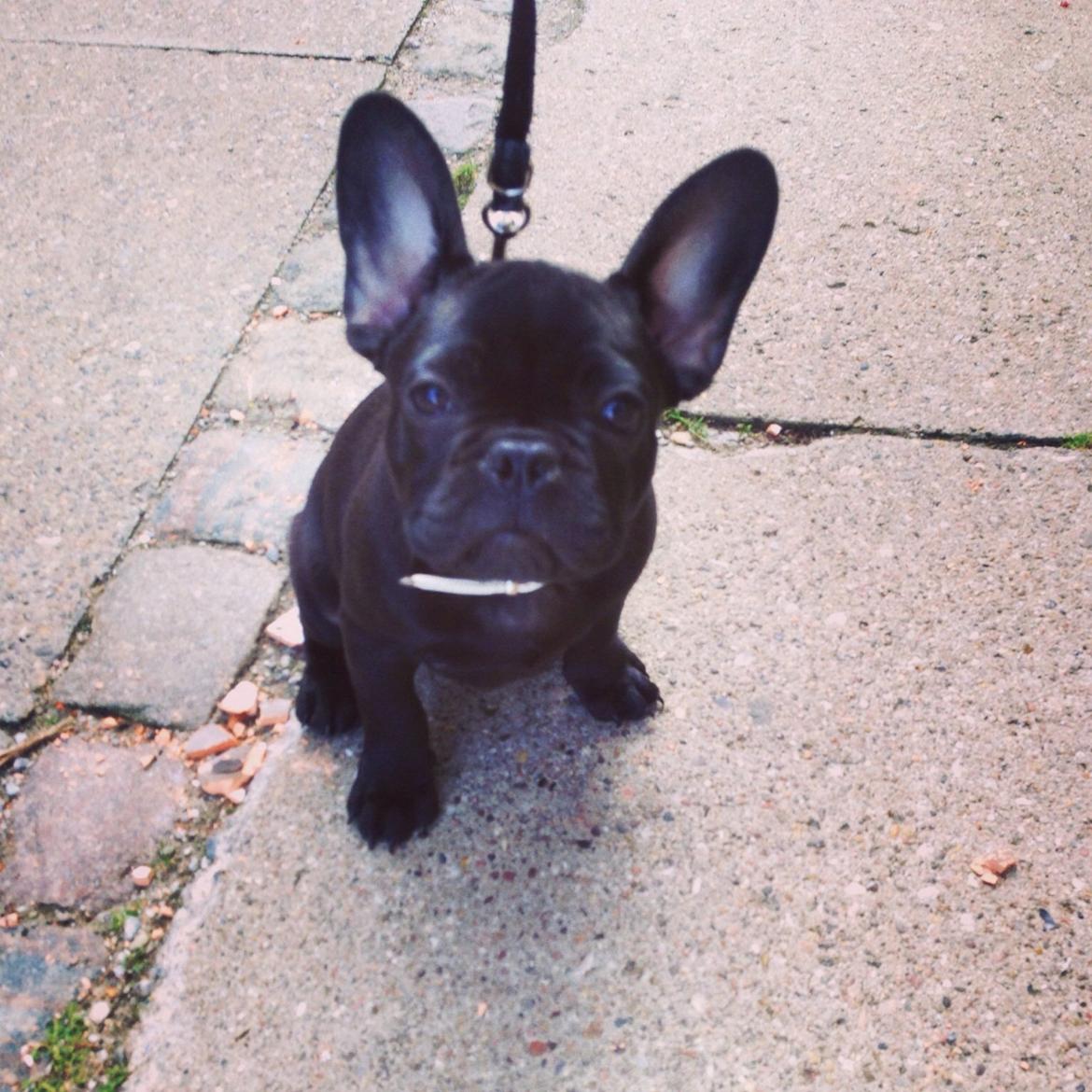 Fransk bulldog Dollar billede 13