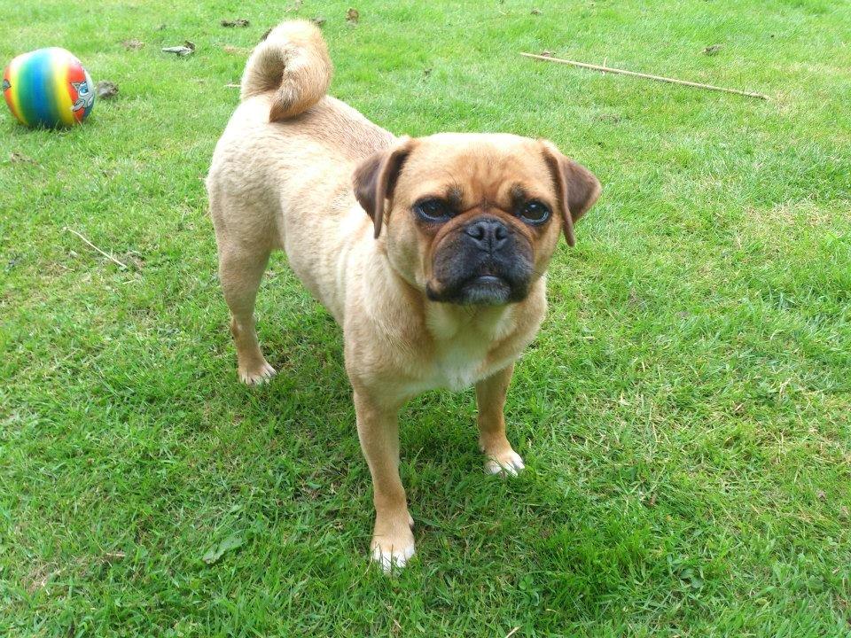 Blanding af racer Mops/Fransk bulldog - Bitte billede 16