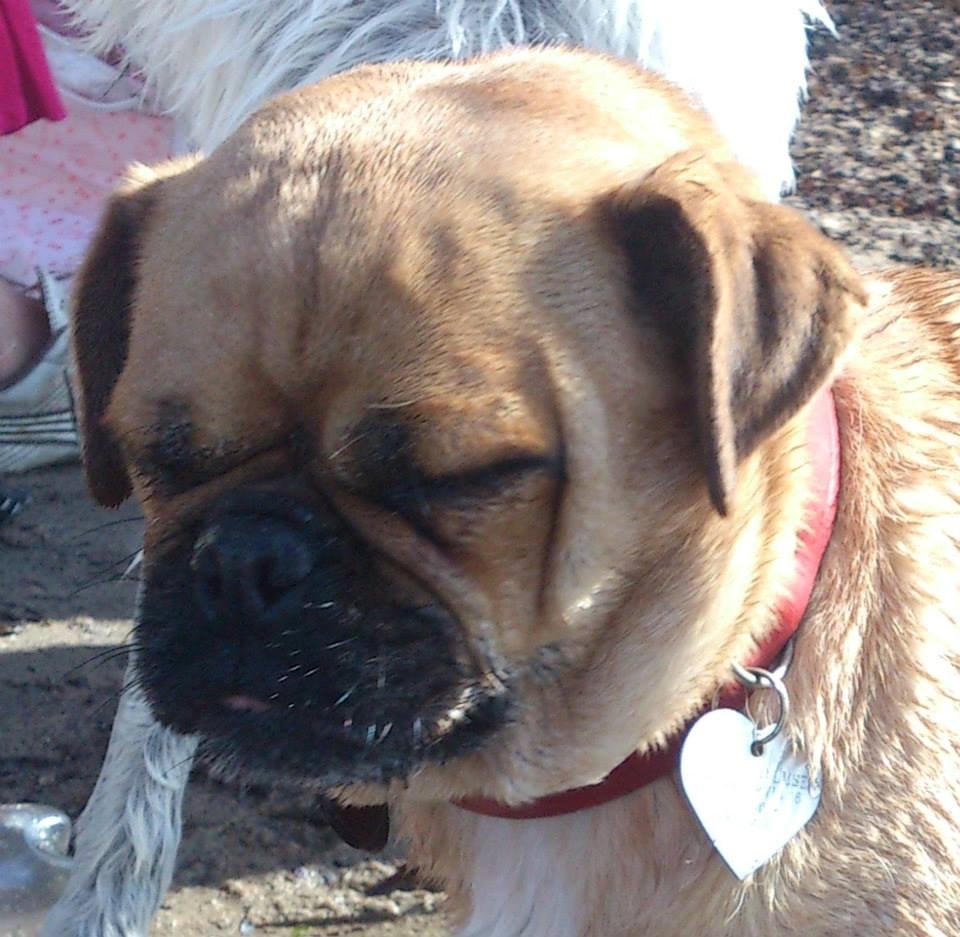 Blanding af racer Mops/Fransk bulldog - Bitte billede 18
