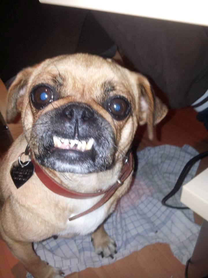 Blanding af racer Mops/Fransk bulldog - Bitte billede 19