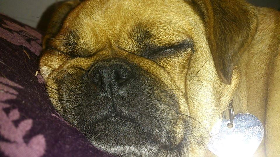Blanding af racer Mops/Fransk bulldog - Bitte billede 5