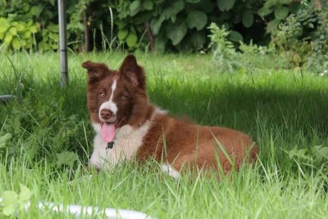 Border collie Rofus billede 12