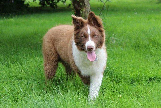 Border collie Rofus billede 11
