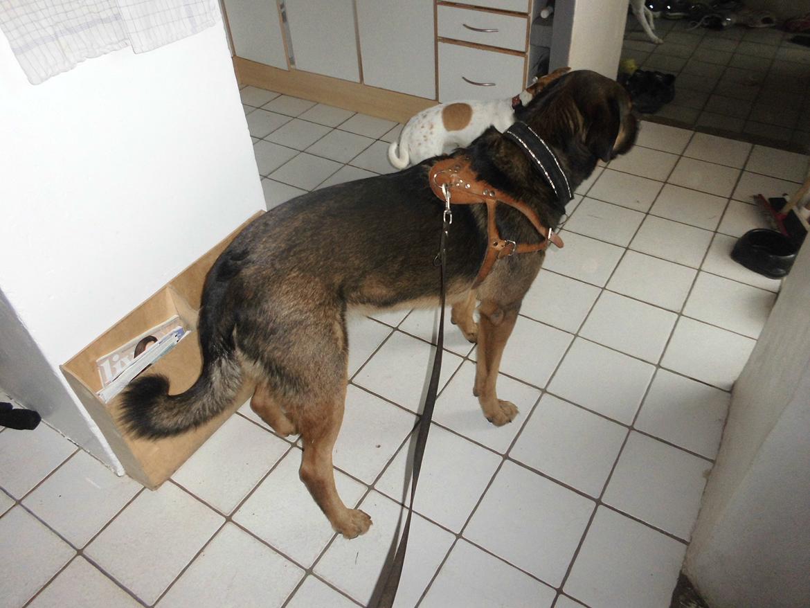 Blanding af racer samson MIN NYE LØBE VEN MIN MOR´S - klar til at komme ud og løbe for første gang  billede 21