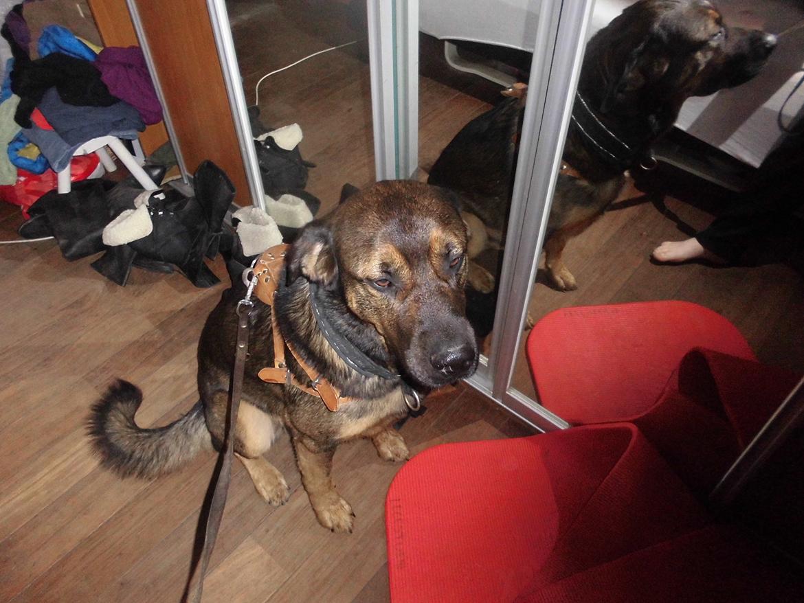 Blanding af racer samson MIN NYE LØBE VEN MIN MOR´S - klar til at komme ud at løbe  billede 22