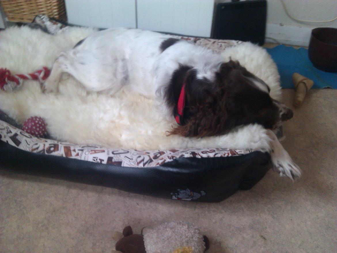 Field Trial spaniel Sejstrups Soffi billede 1