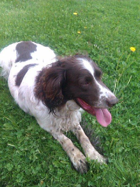 Field Trial spaniel Sejstrups Soffi billede 2