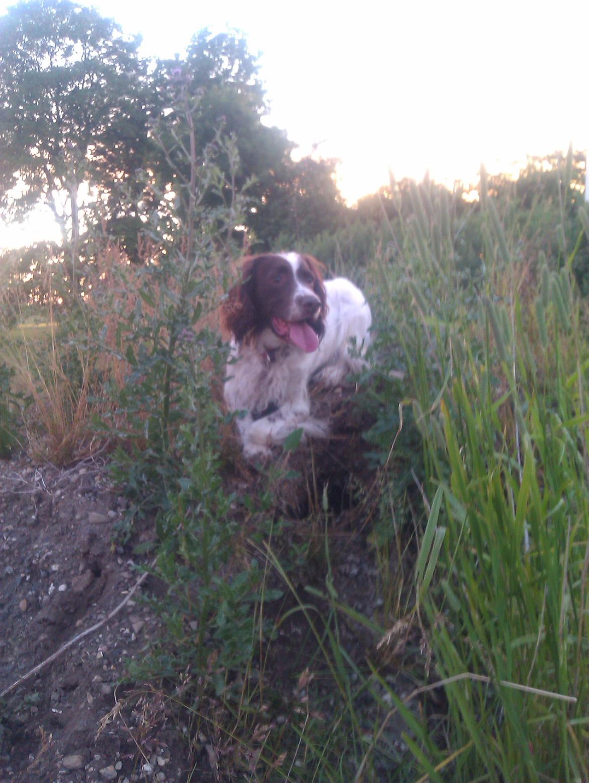 Field Trial spaniel Sejstrups Soffi billede 3