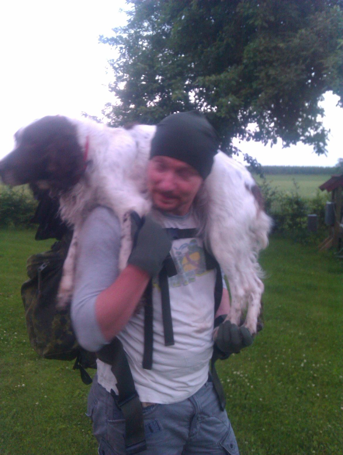 Field Trial spaniel Sejstrups Soffi - når turen bliver lidt for lang må man op på far sin skuldre billede 4